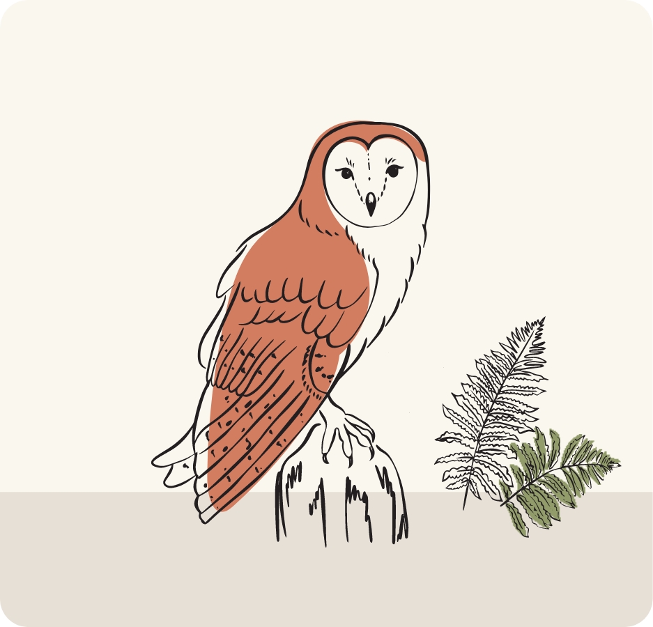 digital illustration of owl