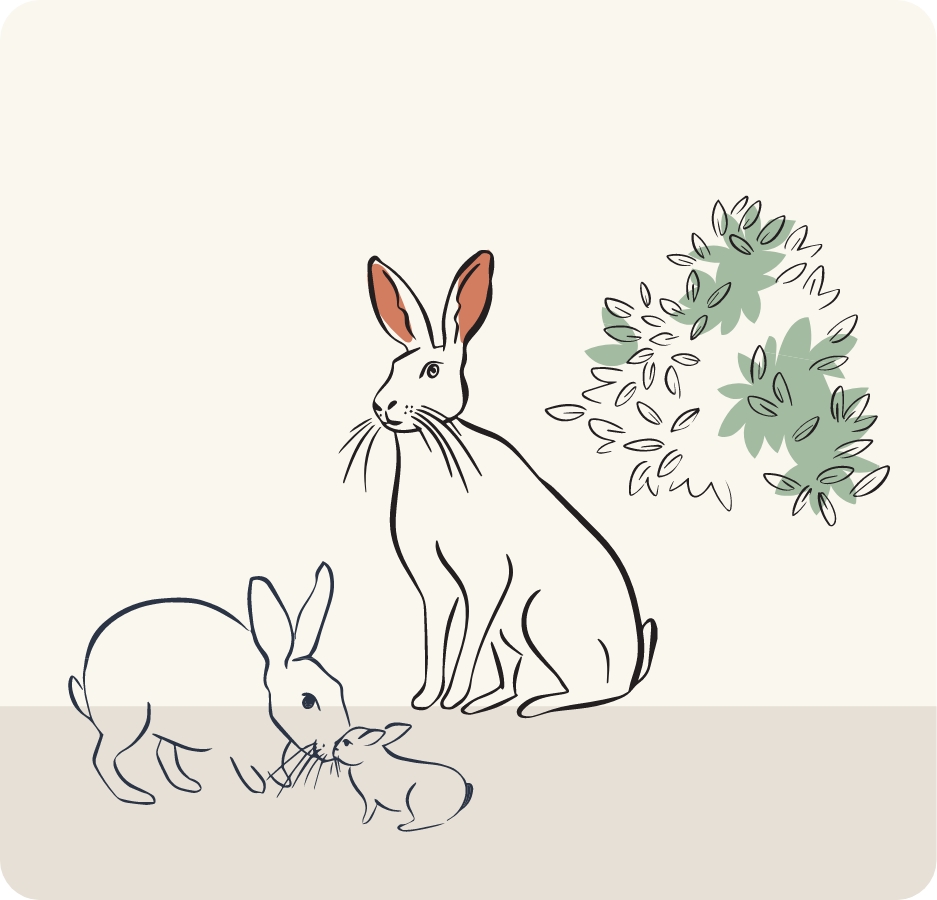 digital illustrations of rabbits